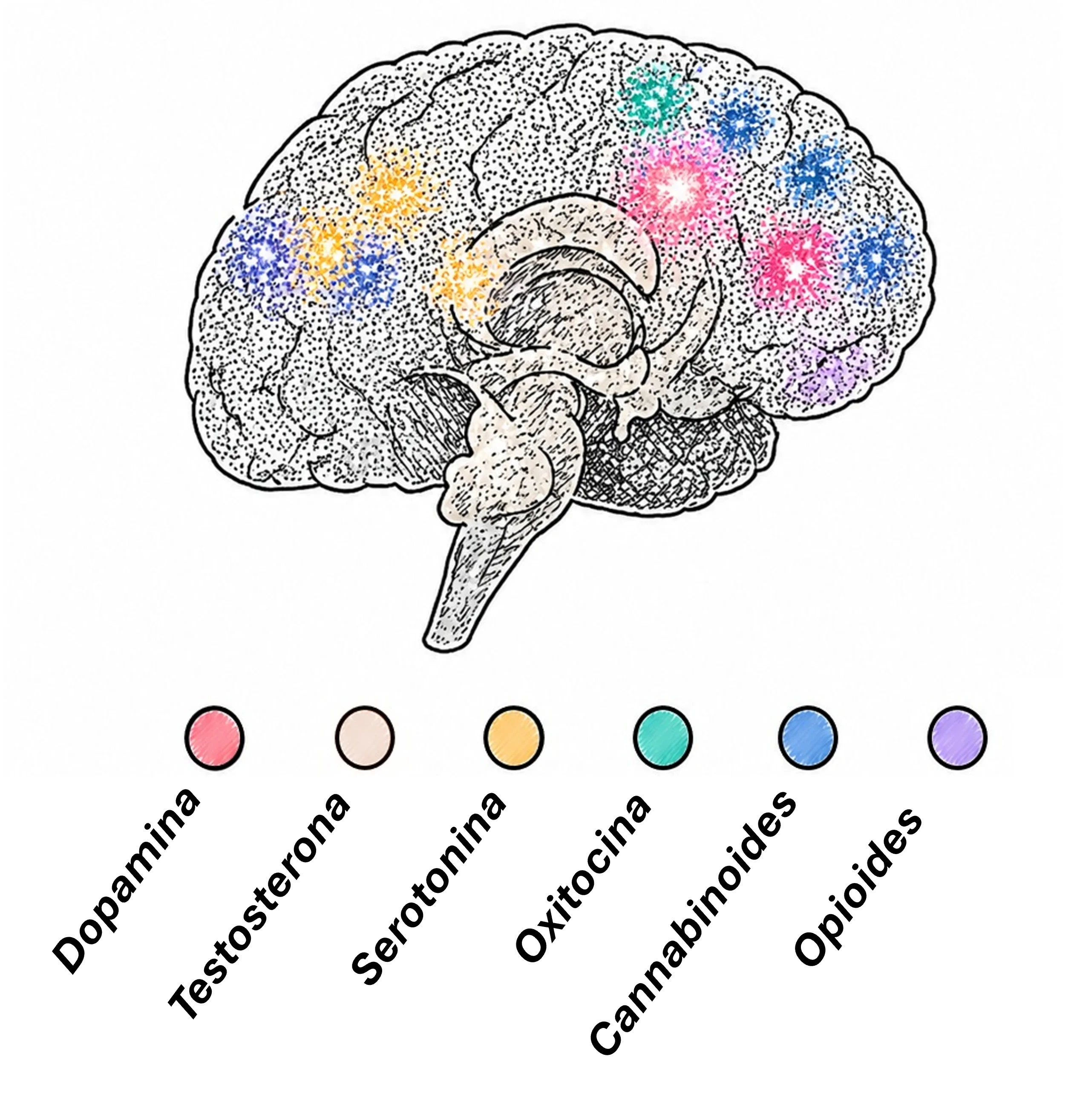 Tu cerebro durante una caminata en la naturaleza
